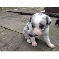Border Collie Puppies - Black and white/Tri and Merles