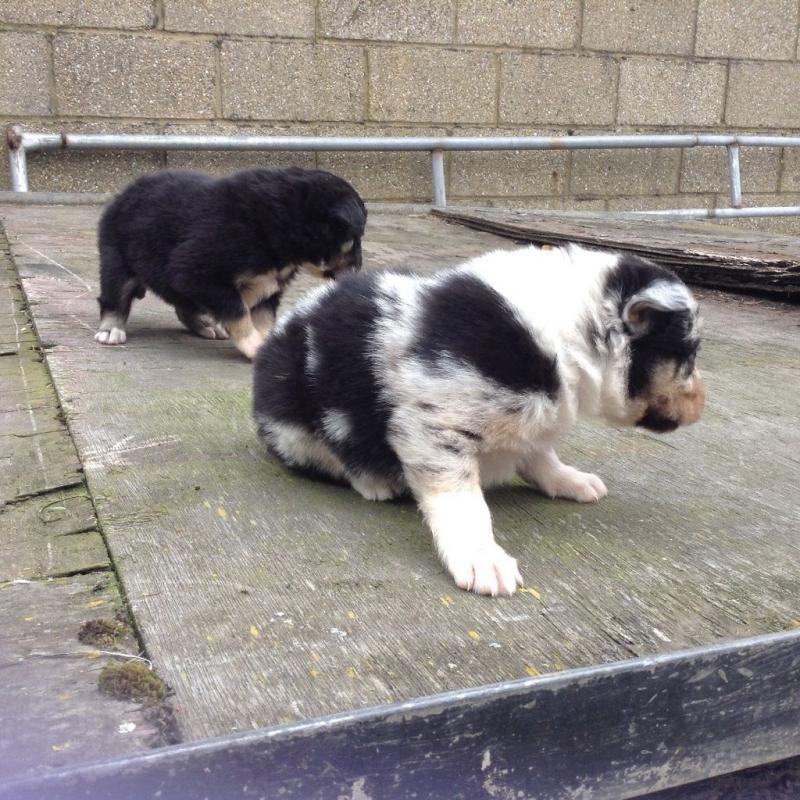 Border Collie Puppies - Black and white/Tri and Merles
