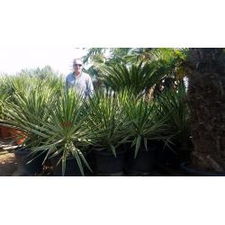 Stunning Yucca Aloifolia Variegata. 20L pot/ 2ft tall. Free UK Shipping!