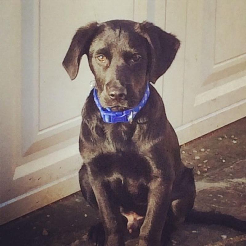 Black lab looking for a new loving home